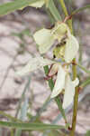 Slimleaf pawpaw